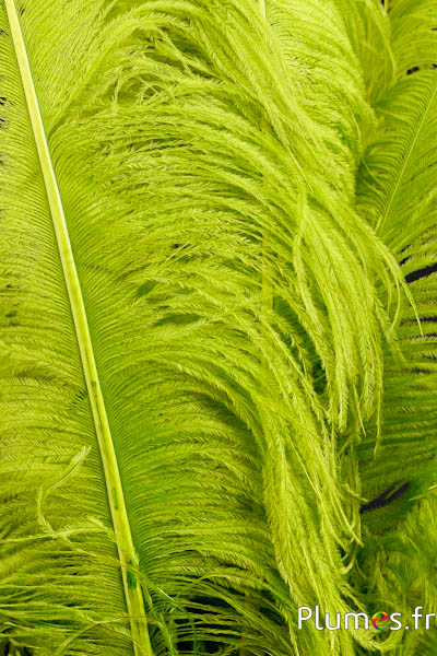 Autruche premium - 50-60 cm - lime néon